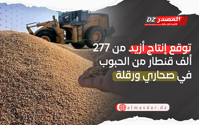 توقع إنتاج أزيد من 277 ألف قنطار من الحبوب في صحاري ورقلة
