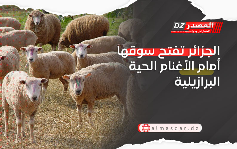 الجزائر تفتح سوقها أمام الأغنام الحية البرازيلية