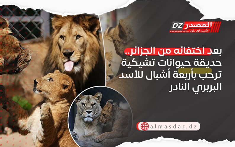 بعد اختفائه من الجزائر.. حديقة حيوانات تشيكية ترحب بأربعة أشبال للأسد البربري النادر